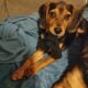Beagle Puppy 5 months old male