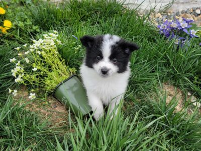 Checkers pomeranian pup
