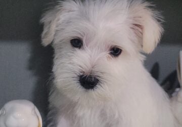 miniature schnauzer puppies