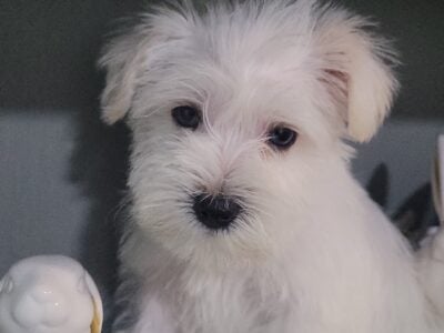 miniature schnauzer puppies