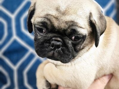 ROCKY fawn CUTE boy pug puppie