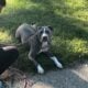 Xl American bully