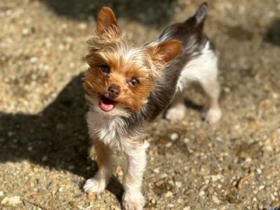 Parti Yorkie