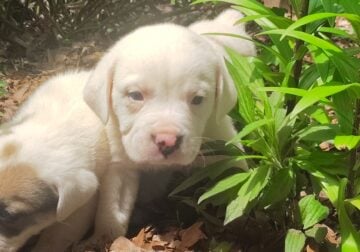 Olde English Bulldog puppies sale or trade