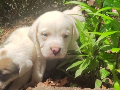 Olde English Bulldog puppies sale or trade