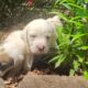 Olde English Bulldog puppies sale or trade