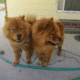 Rehoming 2 Year old Champion Blood 100% chow chow