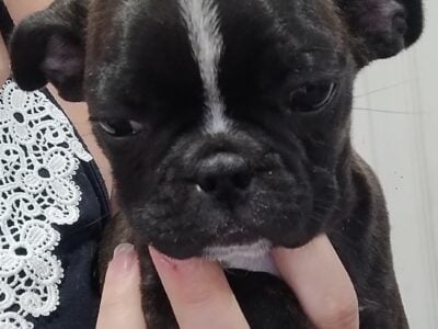 Bugg puppies