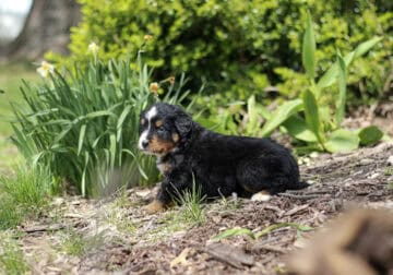 Genesis – AKC Bernese Mountain Dog Female Puppy
