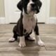 Euro Boxer Puppies AKC Registered