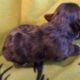 MERLE MORKIES AND YORKIES