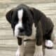 Euro Boxer Puppies AKC Registered