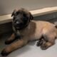 Sweet Malinois puppies