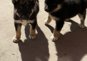 Huskies puppies