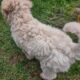 Maltipoo puppies