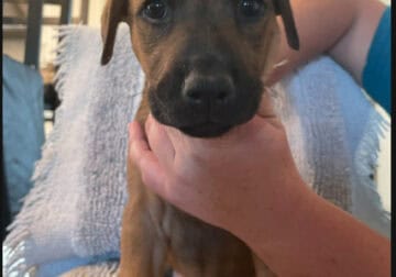 rehoming puppies doberman/belgian malinios mix.