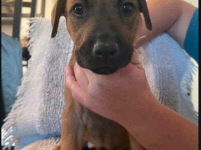 rehoming puppies doberman/belgian malinios mix.