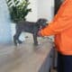 American Bully Puppies