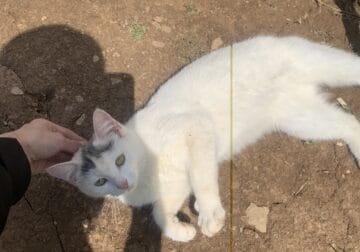 1 Year Old Domesticated Cat Urgently Needs a Home