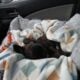 YAHanah – 6 mo Fluffy Frenchie