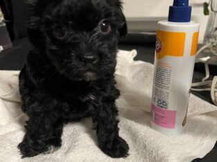 6 week old morkie