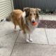 Rough coat collie 9 months old