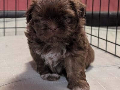 Shihtzu puppy