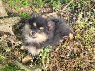 SuzyQs Precious Onyx