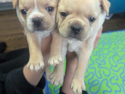 French bulldog puppies