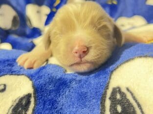 AKC Newfoundland Puppies – Red – Male – Cassian