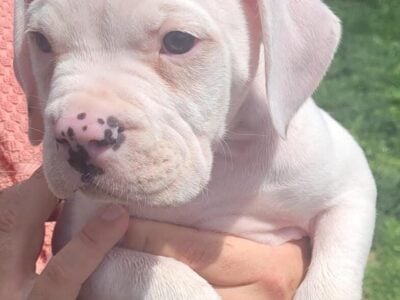 Male American Bulldog Puppy