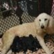 Akc reg Standard poodles born March 6th