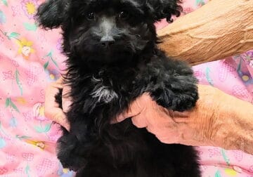 Pebbles Maltipoo/Toy Aussie mix, female