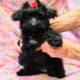 Pebbles Maltipoo/Toy Aussie mix, female