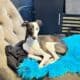 Male Italian Greyhound – Born Oct 10, 2023