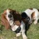 Basset Hound needs a good home
