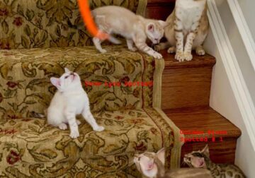 5 Beautiful Purebred Snow and Brown Bengal Kittens