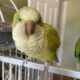 Pair Quaker Parrots rehome