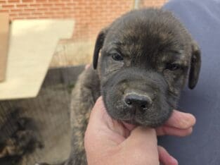American Bulldog German Shepard puppies
