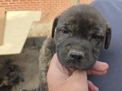 American Bulldog German Shepard puppies