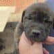 American Bulldog German Shepard puppies