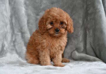 Cavapoo For Sale Millersburg Ohio Female Tessa