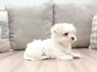 Maltese Puppy