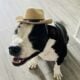 Rehome Onyx