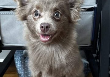 Lavender Pomeranian