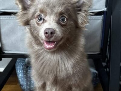 Lavender Pomeranian