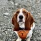 Basset Hound needs a good home