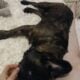 YAHanah – 6 mo Fluffy Frenchie
