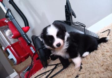8-Week Toy Aussie (male)