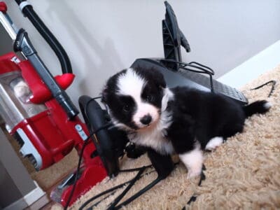 8-Week Toy Aussie (male)